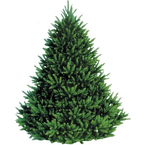$10 Off 6 ft.-8 ft. Vermont Christmas Trees