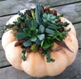 Succulent Pumpkin