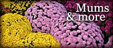 Mums and More
