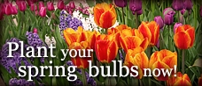 Plant Spring Bulbs