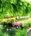 Ferns