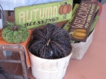 Autumn Blessings