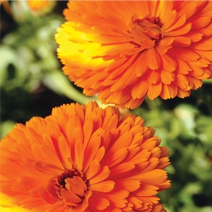 Mums Buy Two Get One FREE!