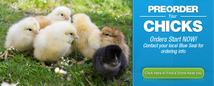 Pre-order your chicks