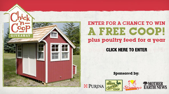 Chicken Coop