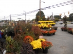 Fall Plant Display