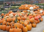 Pumpkin Patch