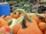 Pumpkins & Gourds