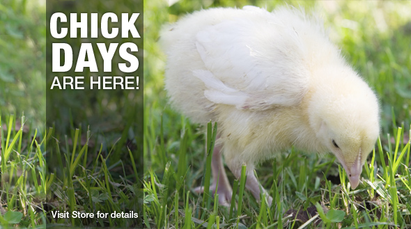 Chick Days