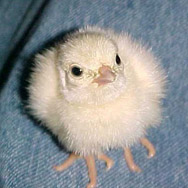 Chick Program