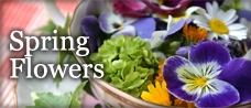 Spring Flowers