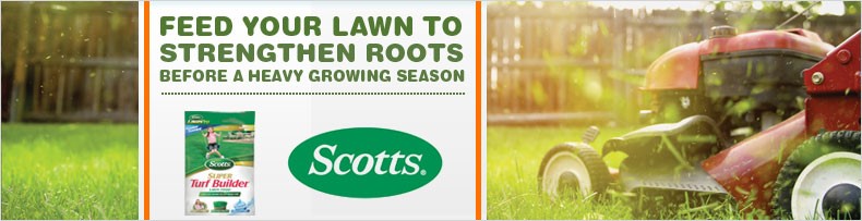 Feed Your Lawn
