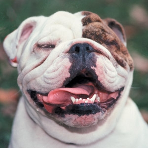 VIP PetCare Clinic at Danbury