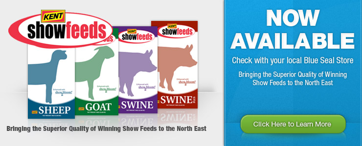 Kent Show Feeds Now Available