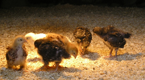 Chicks