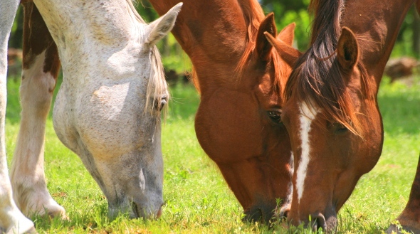Horses Grazing