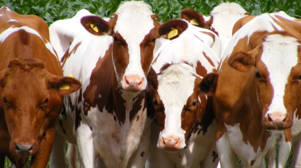 Cows