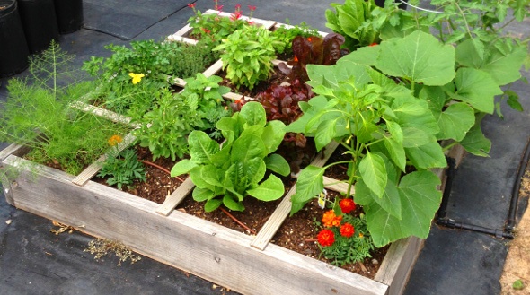 Spring Container