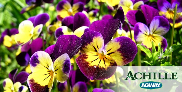 Pansies