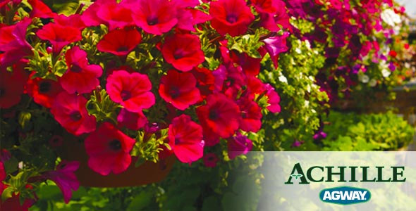 hanging baskets