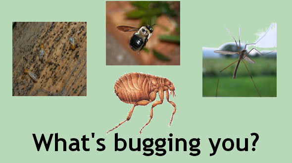 What's Bugging You