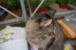Store Mascott
