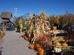 Pumpkins and Cornstalks