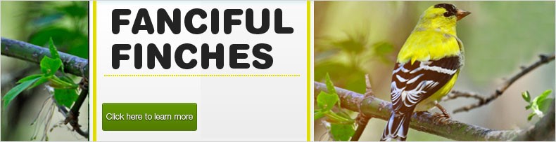Fanciful Finches