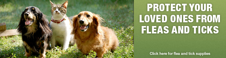 Flea and Tick