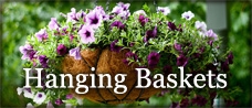 Hanging Baskets