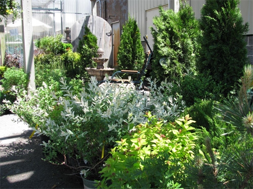 25% Off Trees and Shrubs