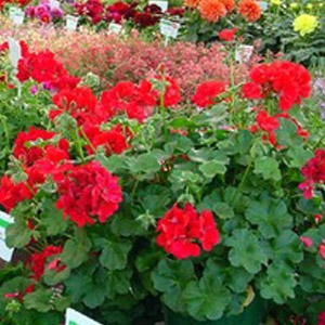 Full Flat of Geraniums only $45.99