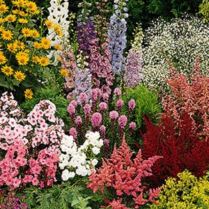 1 Gallon Perennial $10.99 or 3 for $29.99